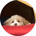Tonia Anderson Google review profile photo
